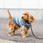214467_LittleBigger_Meadowline_Hundtroja_Bla_1