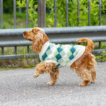 214483_LittleBigger_Hundtroja_Rutig_Gron