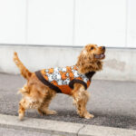 214492_LittleBigger_Bearlie_Hundtroja_Brun