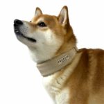Leveä kaulapanta Trufois, latte beige 215957_Trufois_Hundhalsband_Latte_Beige_1