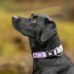 216762_MaxMolly_Smart_ID_Hundhalsband_Matrix_2.0_Lila_1