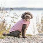 Trixie Ajou koiran talvitakki, pinkki 217291_Trixie_Ajou_Vintertacke_till_Hund_Rosa_1