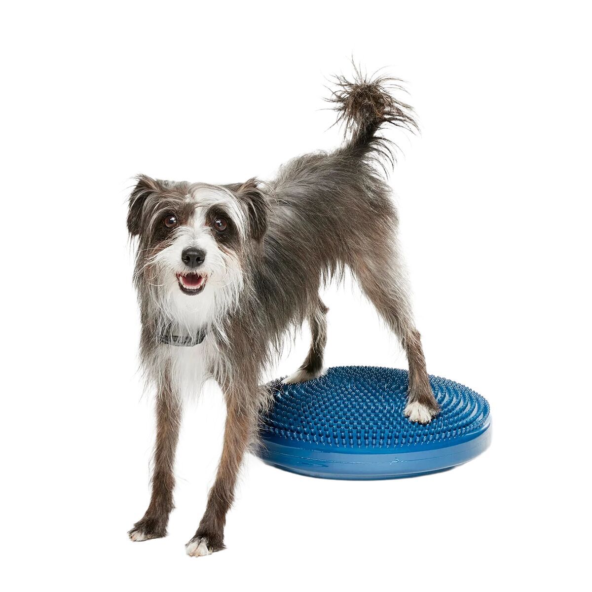 FitPaws-koiran tasapainotyyny, 36 cm