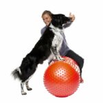 217336_FitPaws_Trax_Peanut_Balansboll_till_Hund_Rod_50cm