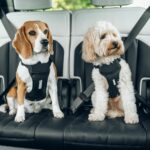 217428_Thule_Bilsele_Hund_Svart_4