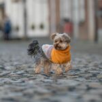 218620_51_Degrees_North_Turtle_Teddy_Orange_Mix_4