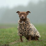 51-degrees-north-turtle-teddy-leopard-fe