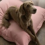 PAIKKA Lazy -koiran ulkopeti, pinkki P216628_PAIKKA_Lazy_Hundbadd_Rosa_2