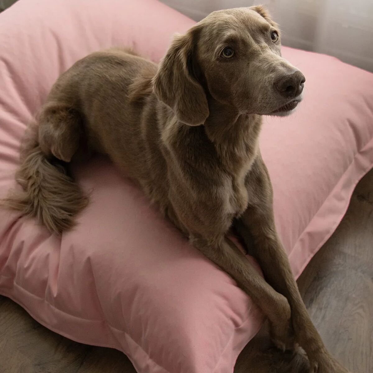 PAIKKA Lazy -koiran ulkopeti, pinkki