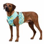 P216637_PAIKKA_Lemon_green_Kylvast_till_Hund_1