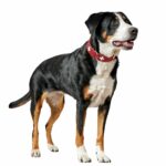 P216883_Hunter_Swiss_Hundhalsband_Rod_6