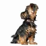 P216914_Hunter_Love_Hundhalsband_Brun_4