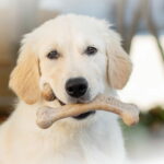 Benebone Puppy Wishbone Bacon bb-puppy-wishbone-bacon-az-19