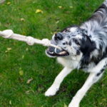 Beeztees tennispallo köydellä beeztees-minus-one-dog-toy-tennisball-cord-az-89