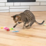Catstages Cute As A Bug kissanlelut 6-pack catstages-cute-as-a-bug-insekter-6-pack-57