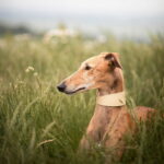 collar-of-sweden-solkipanta-levea-beige-az-56