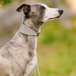 collar-of-sweden-solkipanta-levea-heijastava-az-a5