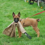 dingo-gear-jute-tug-65cm-az-a6