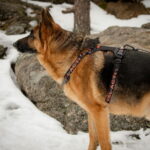 Feel Active Outdoor Pocket koiran valjaat, musta feel-active-outdoor-hundsele-med-ficka-svart-a2