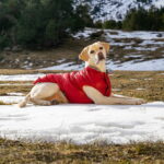 FuzzYard koiran takki Hakuba, punainen fuzzyard-koiran-takki-hakuba-punainen-az-64