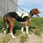 huomioliivi-rymy-kardog-az-65