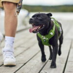 hurtta-weekend-warrior-ii-eco-hundsele-gron-a5