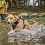 hurtta-weekend-warrior-ii-eco-hundsele-lila-37