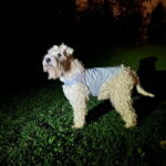 koiran-heijastinliivi-icepeak-pet-brightly-az-bc