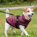 Koiran talvitakki valjailla Trixie Pirou, sangria koiran-talvitakki-valjailla-trixie-pirou-sangria-az-65