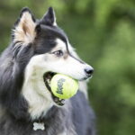 KONG Airdog Squaker Ball narulla, 6 cm kong-airdog-squaker-ball-narulla-6-cm-0c