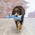 kong-dynos-roars-blue-m-l-az-86