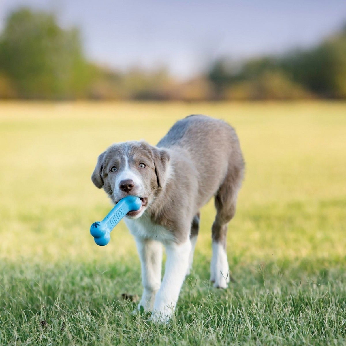 Kong Puppy Goodie Bone, S