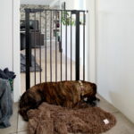 korkea-koiraportti-dogspace-bonnie-az-58