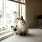 lilcat-gps-paikannin-kissoille-az-9b
