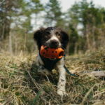 Non-Stop Dog kuminen aktivointilelu non-stop-dog-throw-toy-az-cf