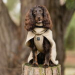 Non-Stop Wool koiran takki, beige non-stop-dogwear-wool-hundtacke-merinoull-beige-24