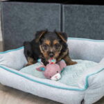 Pehmolelu Trixie Junior Pupu Crincle pehmolelu-trixie-junior-pupu-crincle-az-ec