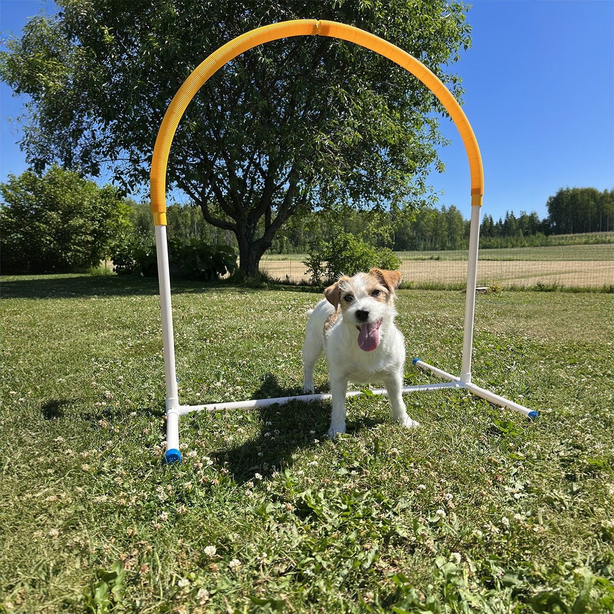 Hoopers Hoop PetEasy