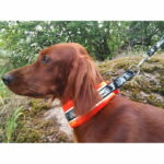 Puolikiristävä leveä panta Kardog Hilma, oranssi puolikiristava-levea-panta-kardog-hilma-oranssi-az-86
