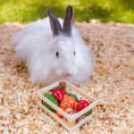 Quapas! Kasvislaatikko quapas-veggie-crate-for-small-animals-2e