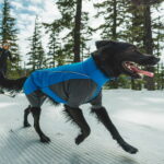 ruffwear-vert-talvihaalari-sininen-az-88