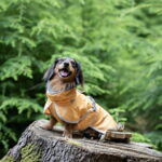 Viilennystakki koiralle Rukka Crisp UV rukka-crisp-uv-kyltacke-hund-aprikos-f8