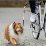 trixie-biker-set-big-dog-for-cykel-42