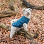 trixie-kenton-neule-koiralle-sininen-az-ce