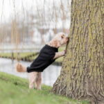 Koiran neule Trixie Kenton, musta trixie-kenton-pullover-svart-05