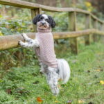 trixie-norwood-neule-puuteri-az-80
