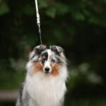 tyylivoitto-braid-nayttelytalutin-valkoinen-az-6b