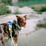 woolly-wolf-alpha-360-valjaat-deep-teal-mix-az-b8