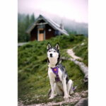 woolly-wolf-northern-lights-valjaat-az-2c