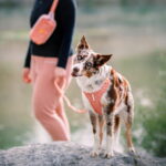 woolly-wolf-roam-valjaat-salmon-pink-ripple-az-81
